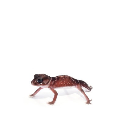 Smooth Knob-Tailed Gecko Male